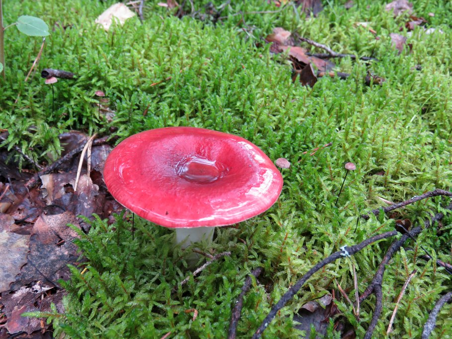 Сыроежка сардониксовая Russula Sardonia