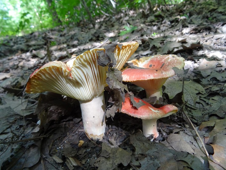 Сыроежка красная и бордовая