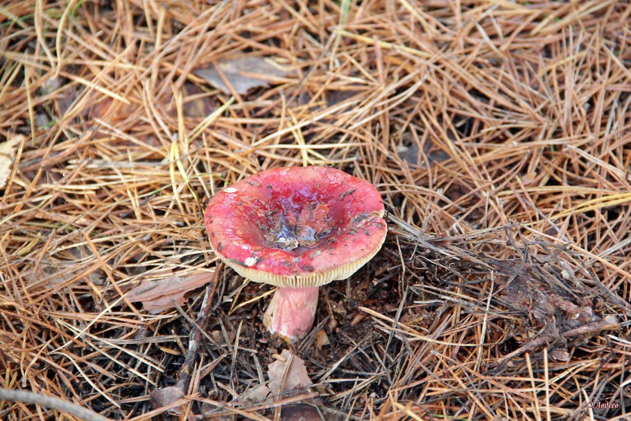 Сыроежка розовая Russula rosea