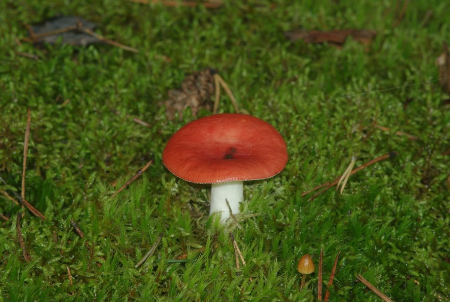 Сыроежка гладкокожая