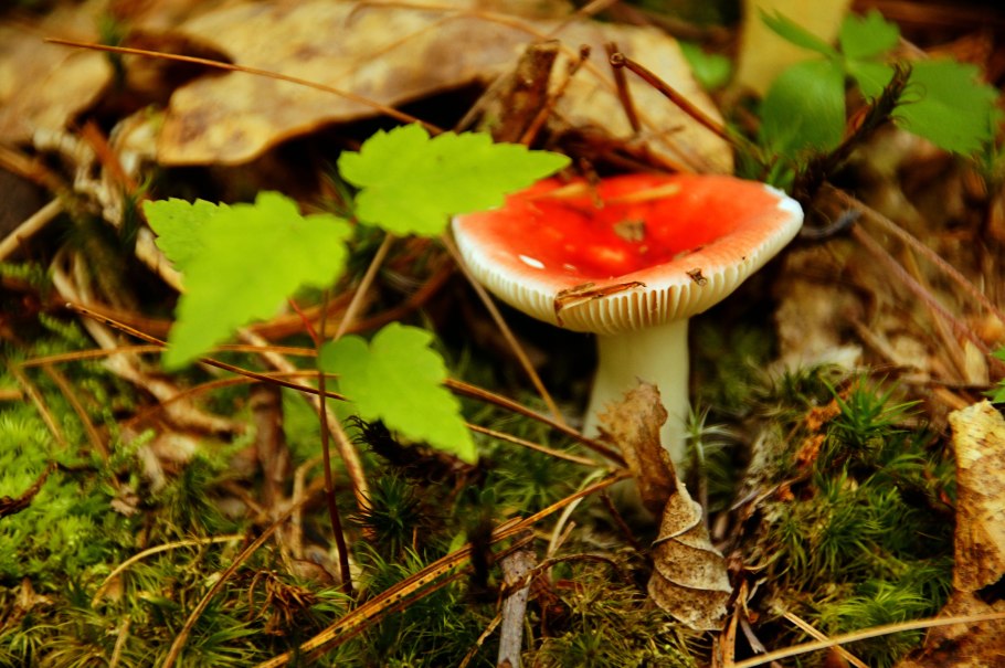 Russula rubra
