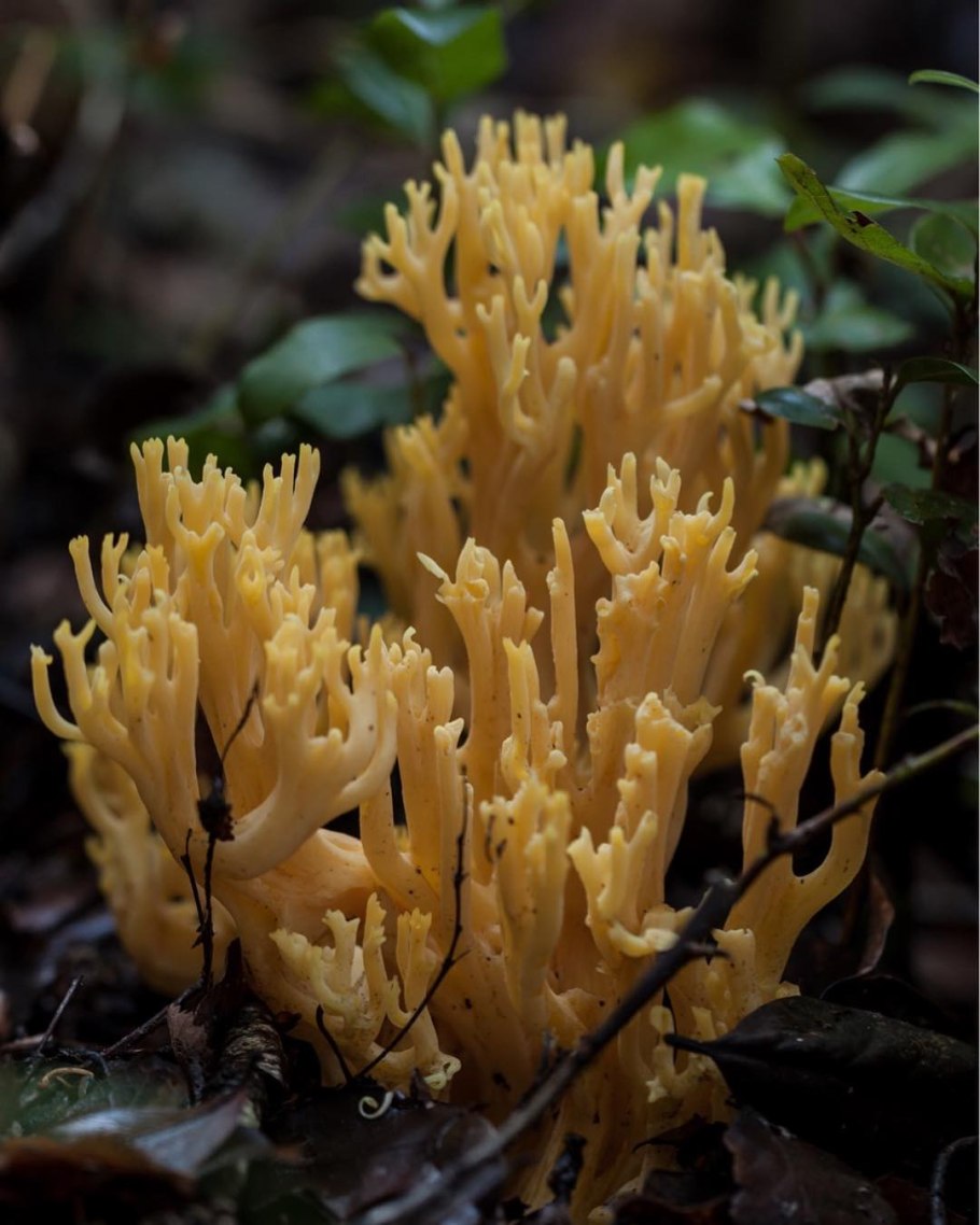 Ramaria apiculata