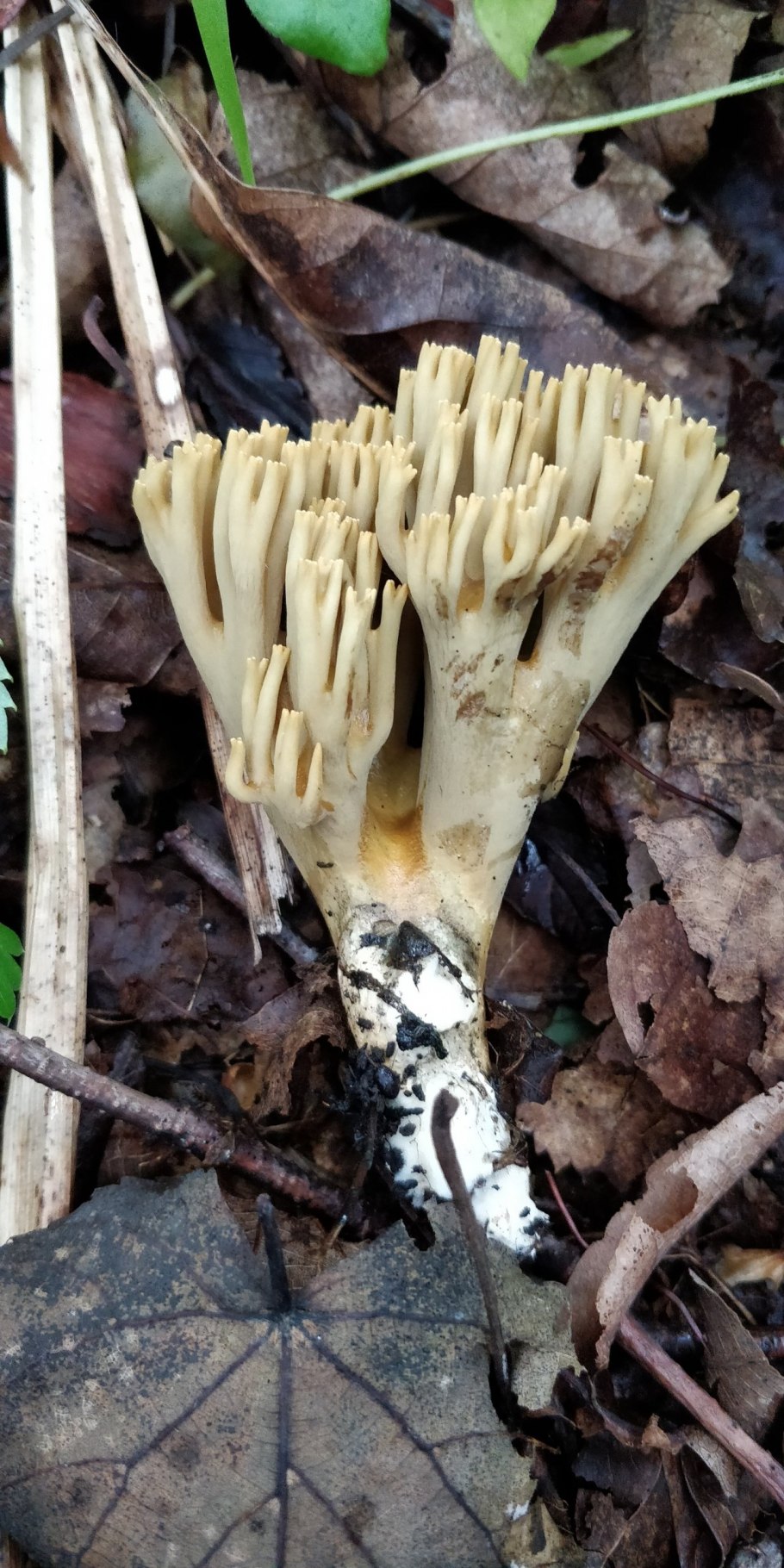 Рамария охряно-зеленеющая