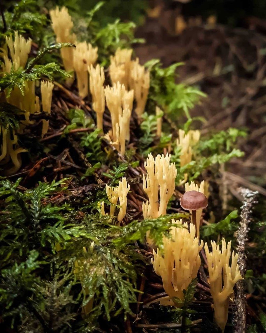 Ramaria Eumorpha