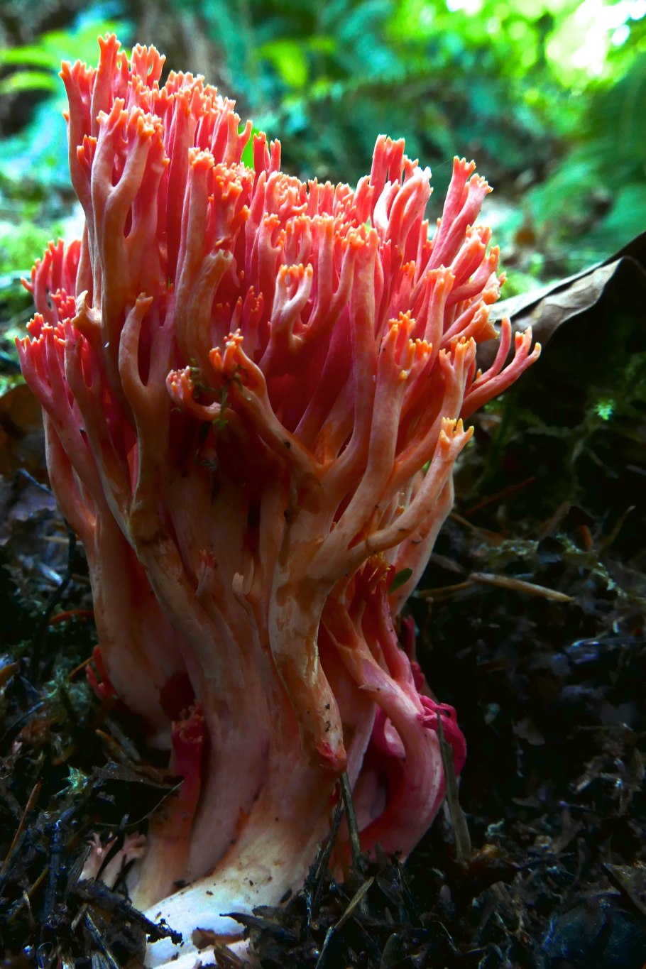 Рамария Ивала