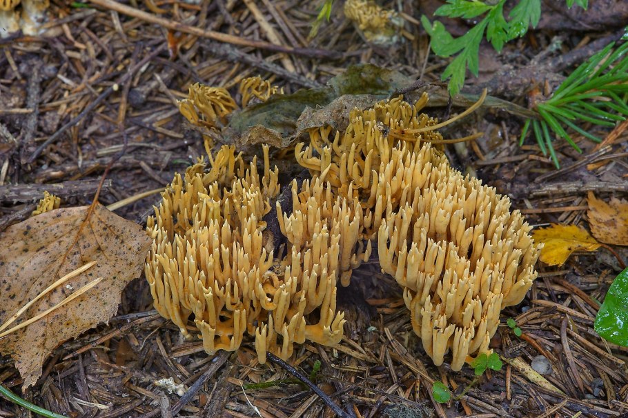 Рамария Криспа