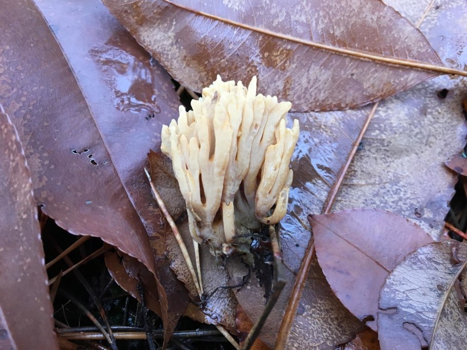 Ramaria Eumorpha
