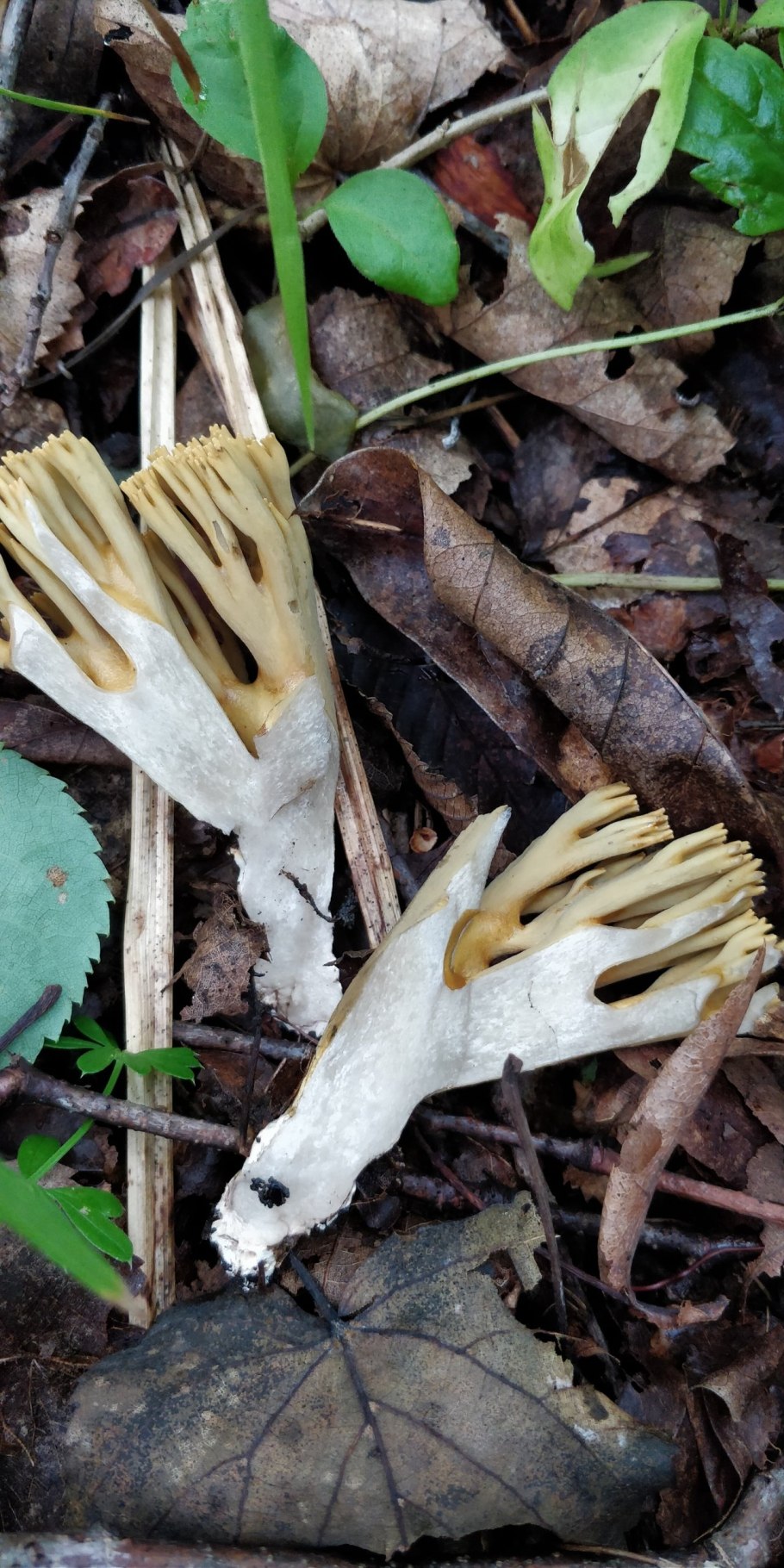 Рамария можно есть