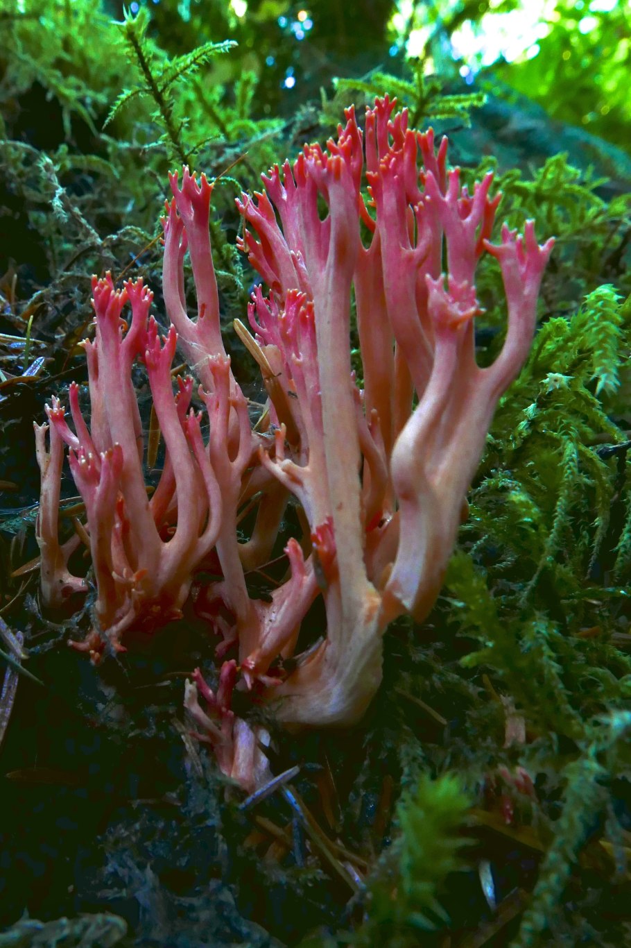 13. Рамария – Ramaria SP.