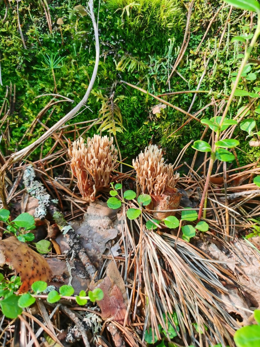 Гриб Ramaria Eumorpha