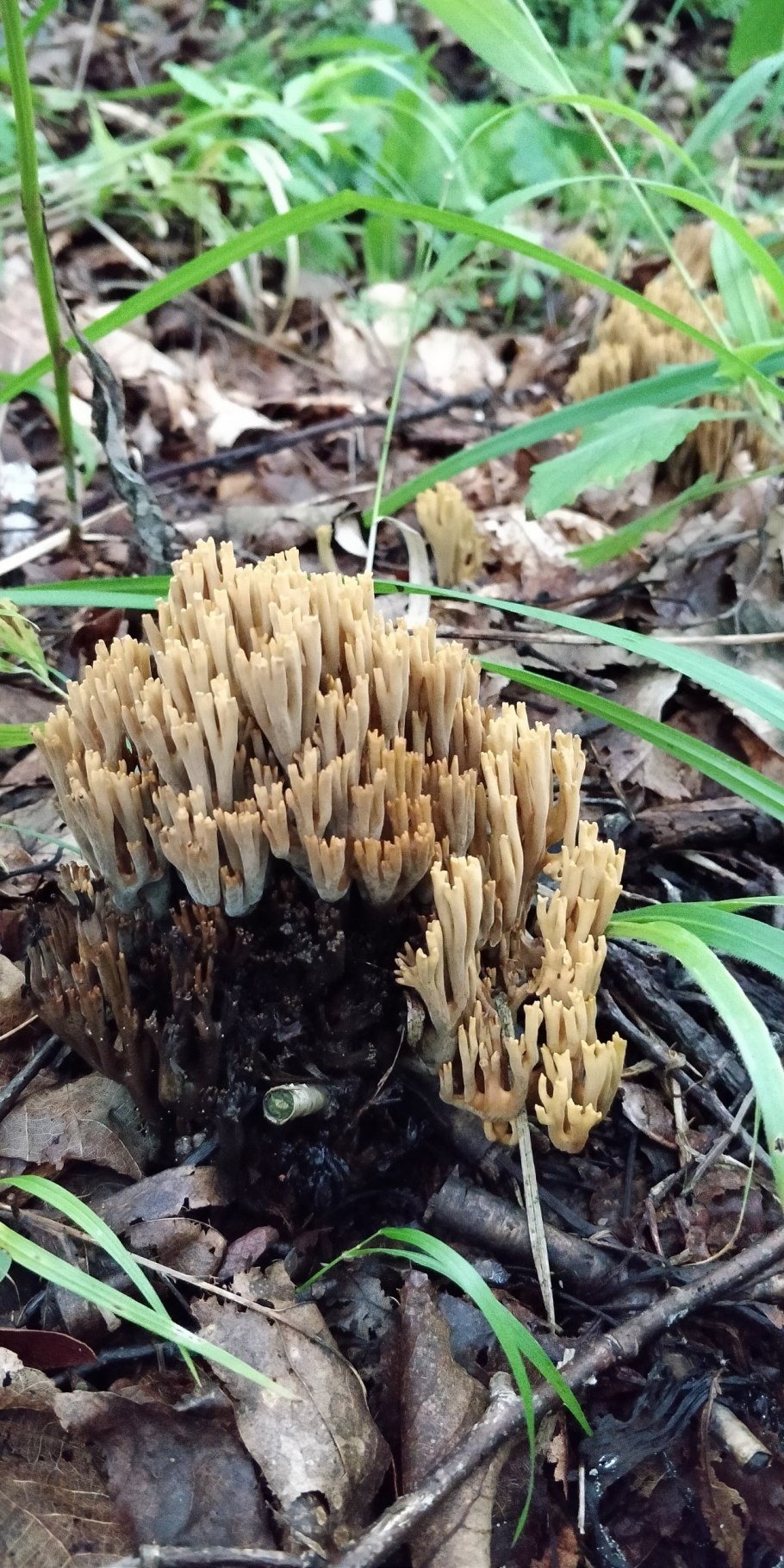 Рогатик Рамария обыкновенная