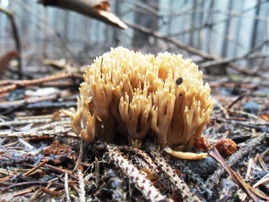 Ramaria Eumorpha