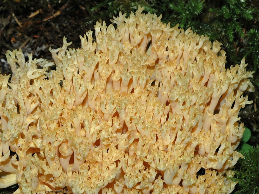 Ramaria Botrytis