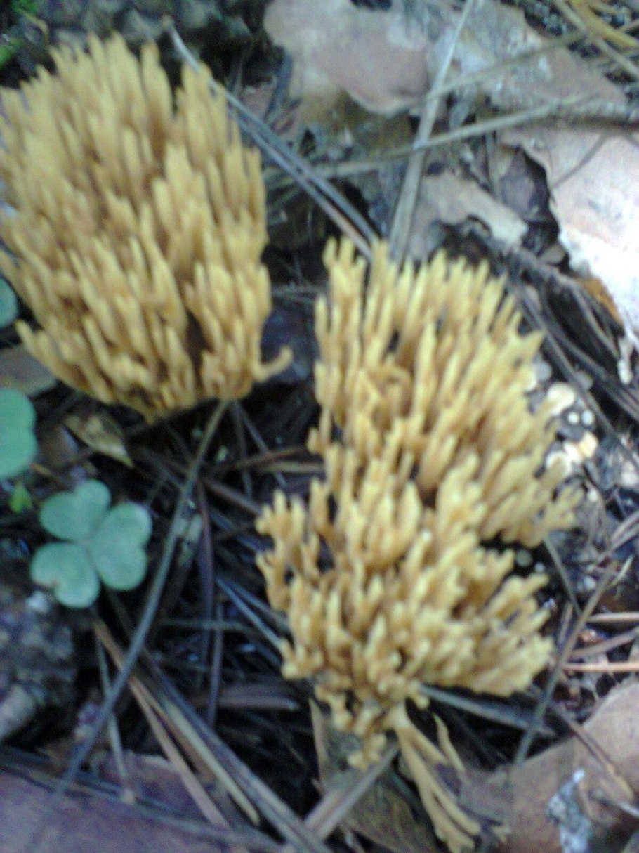 Рогатик гроздевой (Ramaria Botrytis)