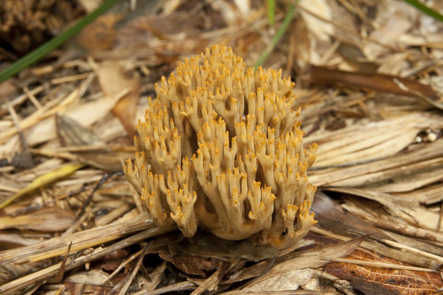 Рамария Формоза