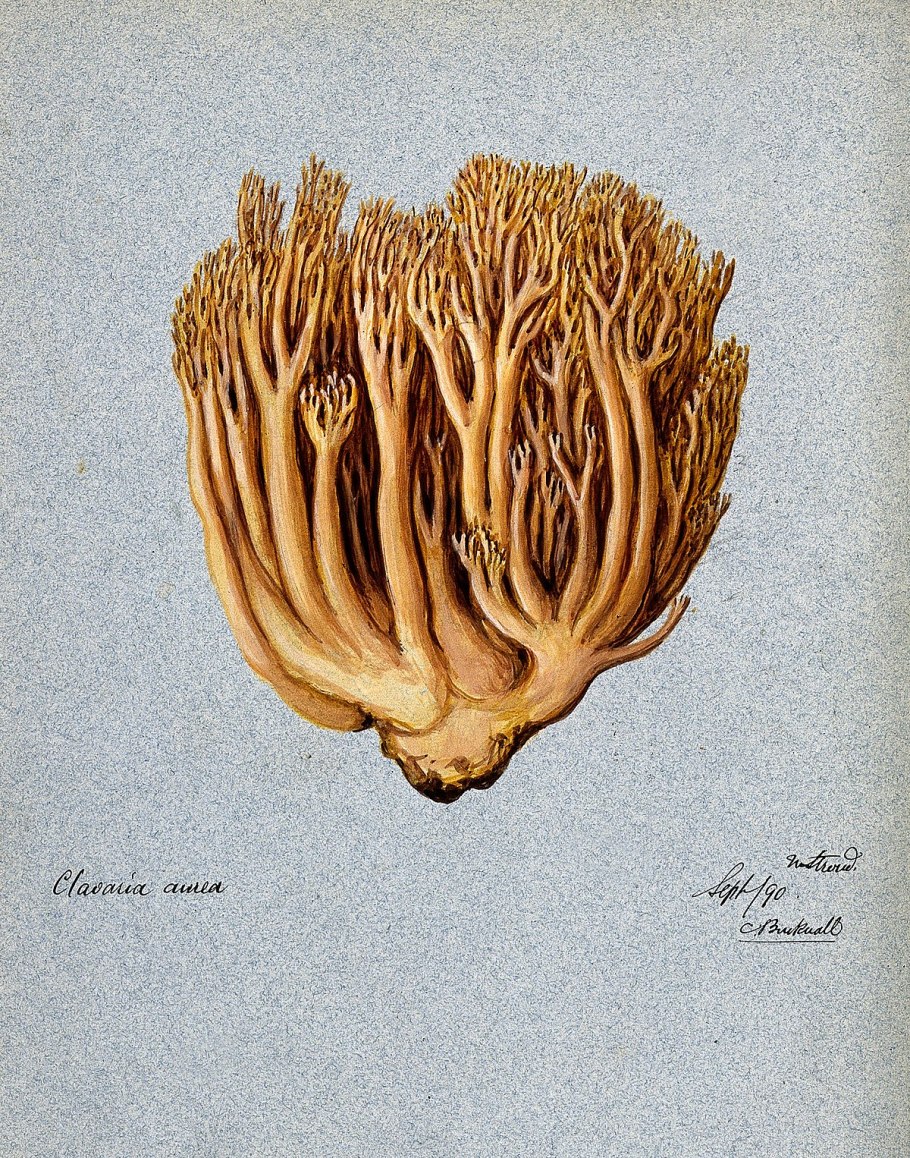 Ramaria aurea