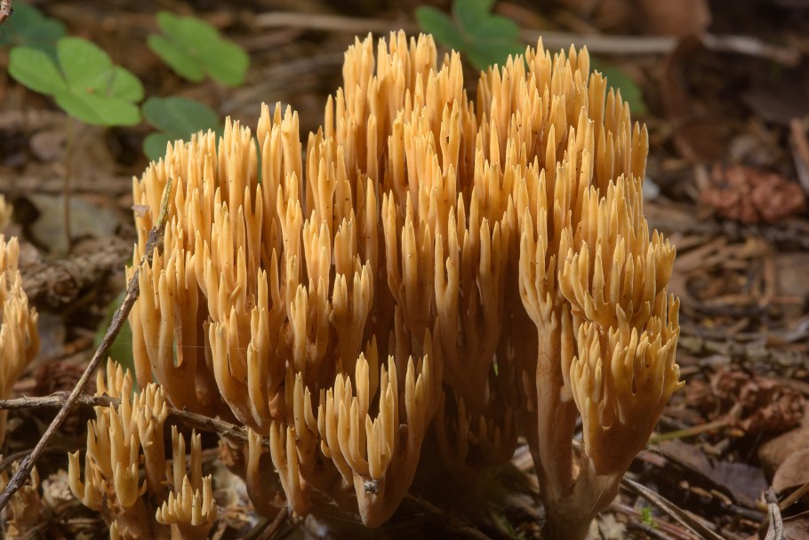 Коралловый Рогатик гриб