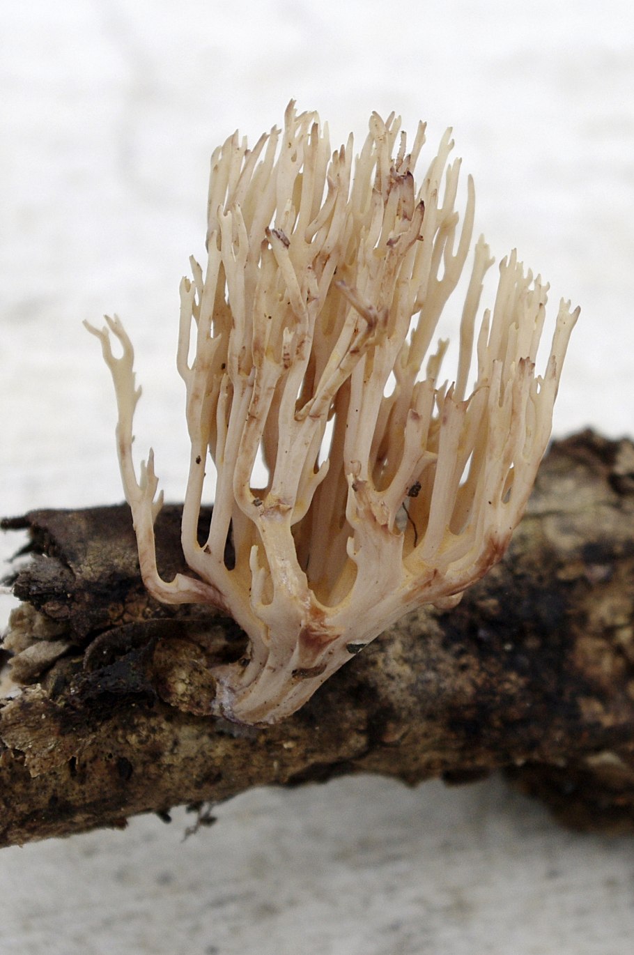 Рамария красноватая красная книга