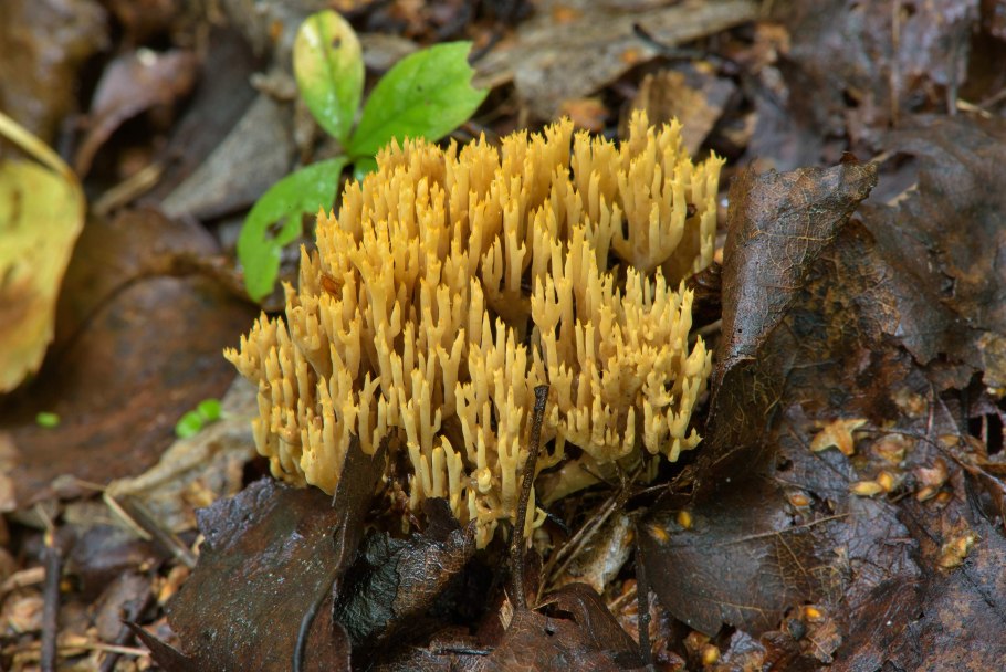 Рогатик коралловидный