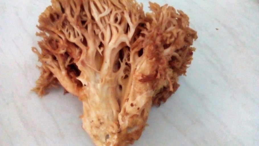 Рамария золотистая - Ramaria Aurea