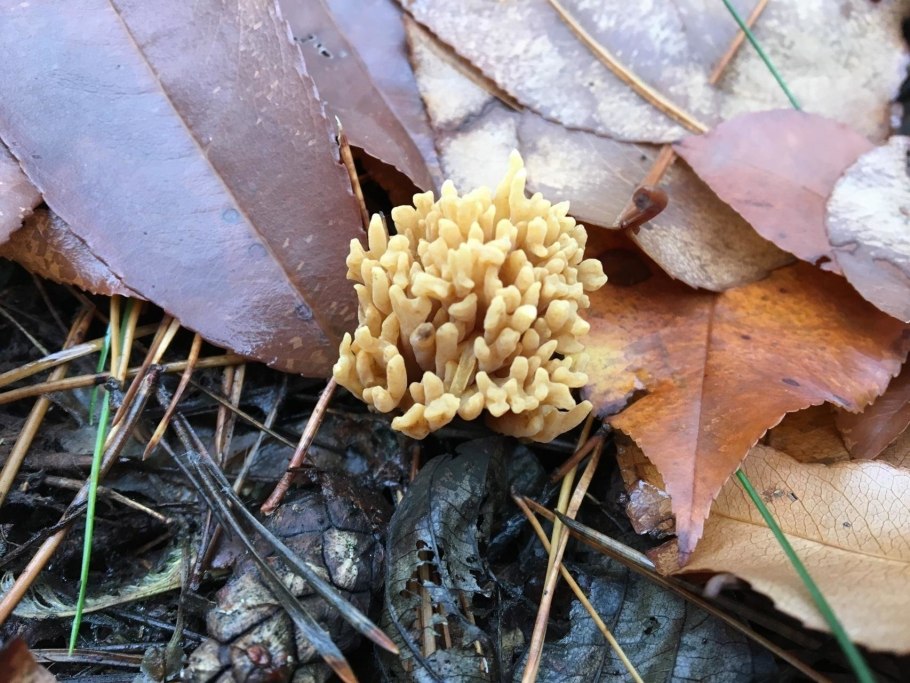 Рамария Формоса