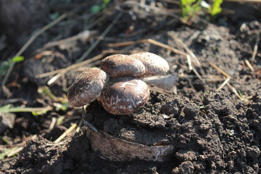 Толкуны грибы