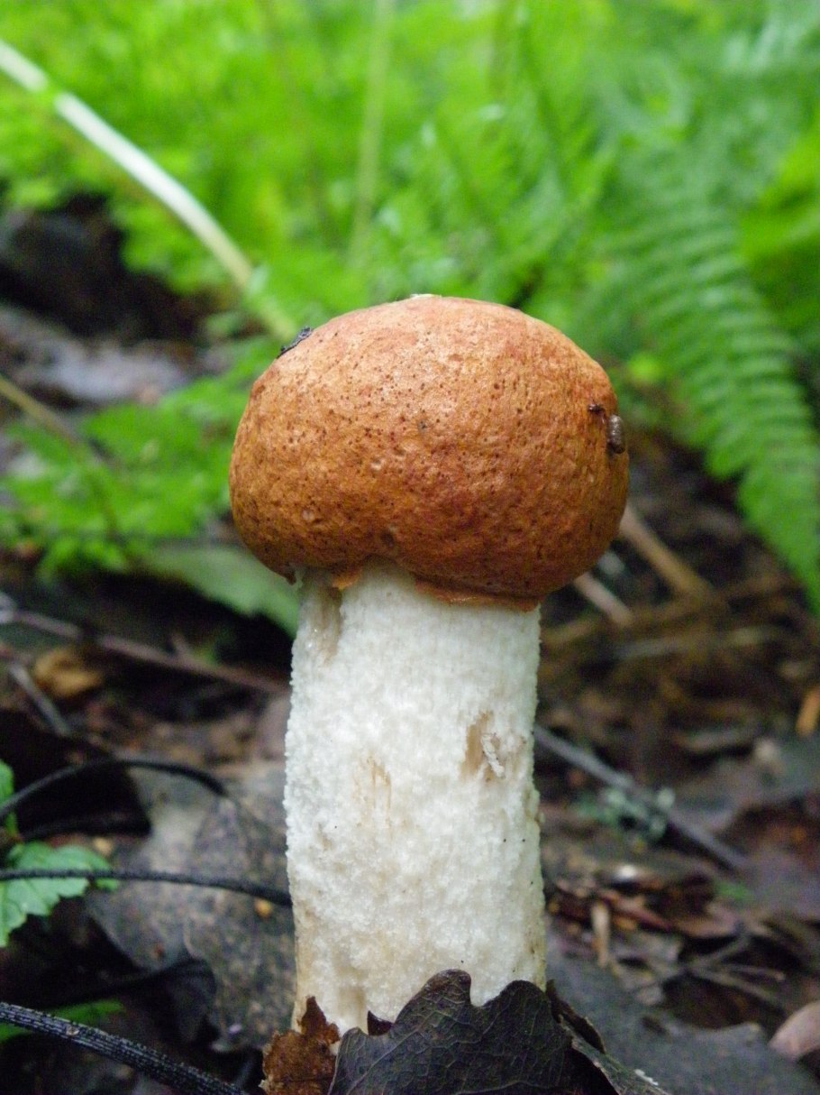 Agaricus impudicus гриб