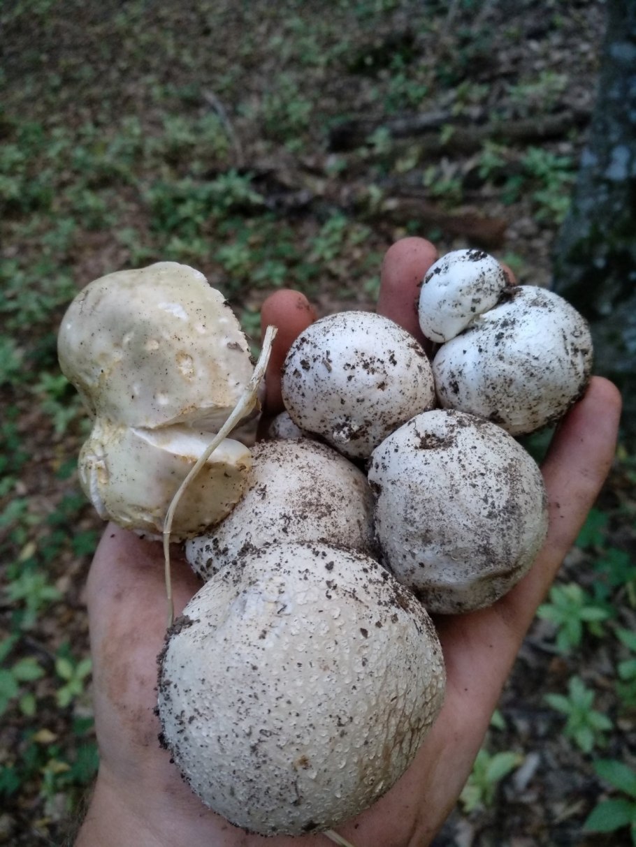 Гриб сморчок вонючий