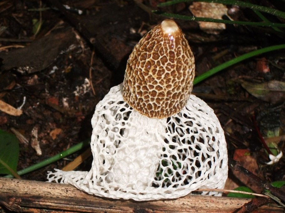 Грибы Крыма белый гриб Сосновик