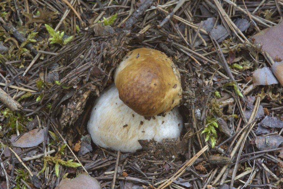 Мутинус Равенеля яйцо