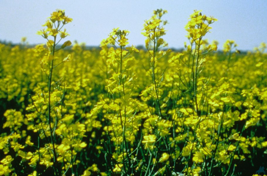 Сурепица озимая