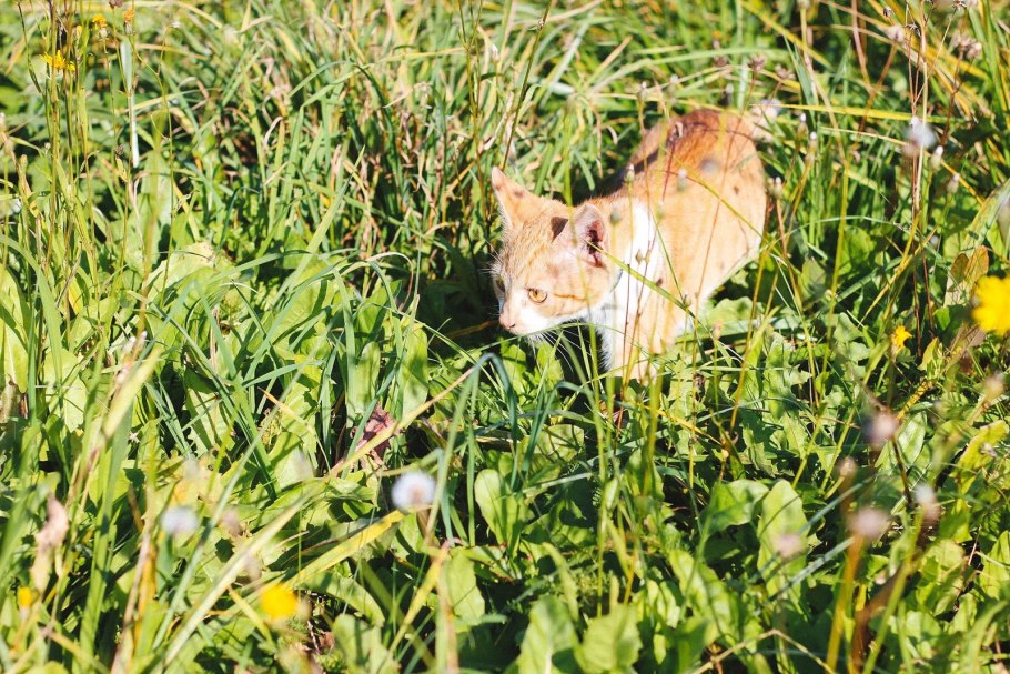 Рыжик кот и малыш кот