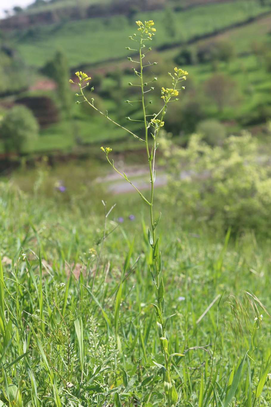 Рыжик посевной