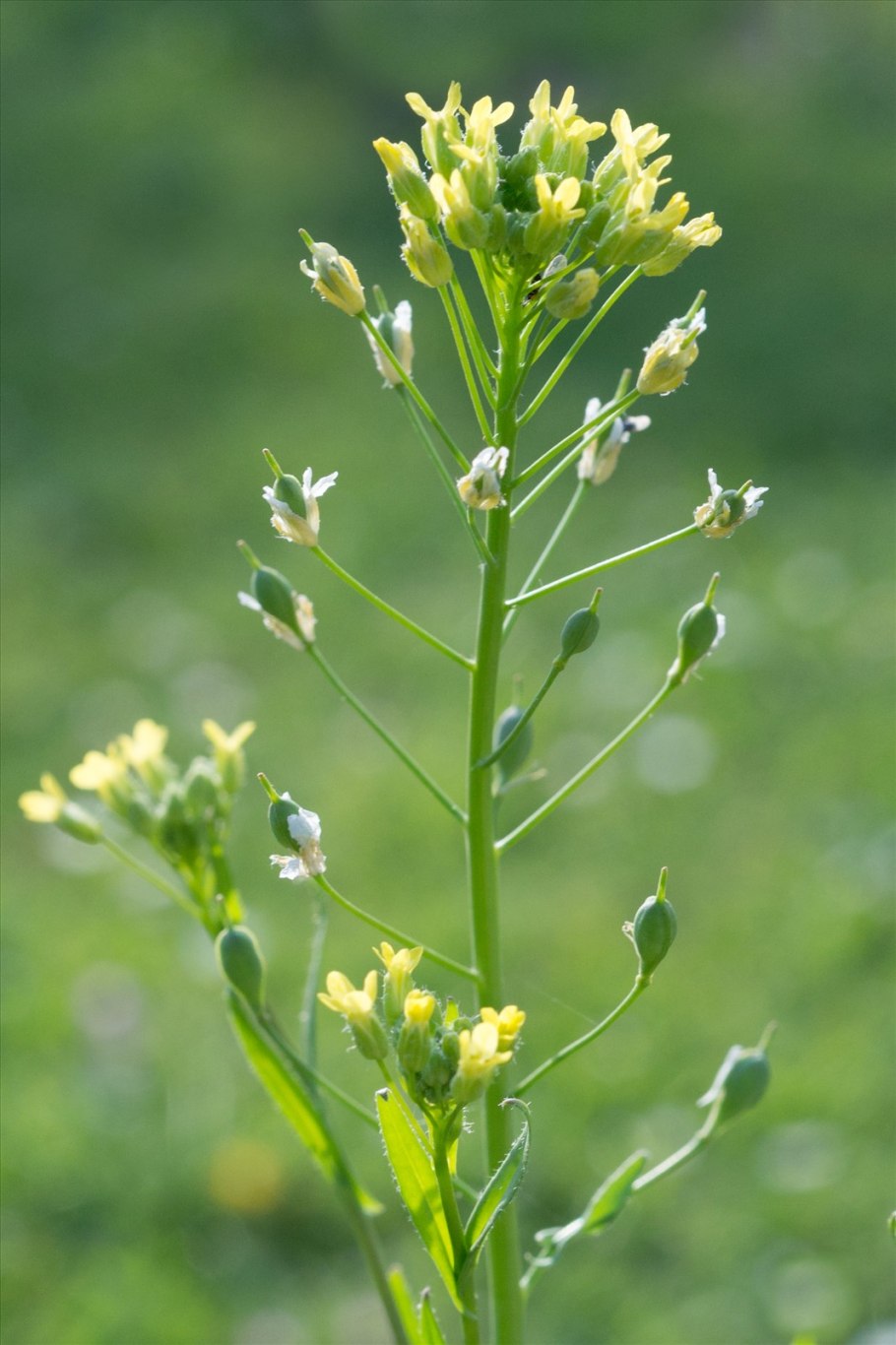 Рыжика посевного (Camelina Sativa),