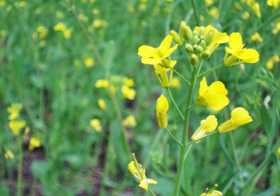 Плака мини грибы рыжики