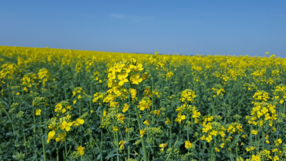 Рыжик посевной