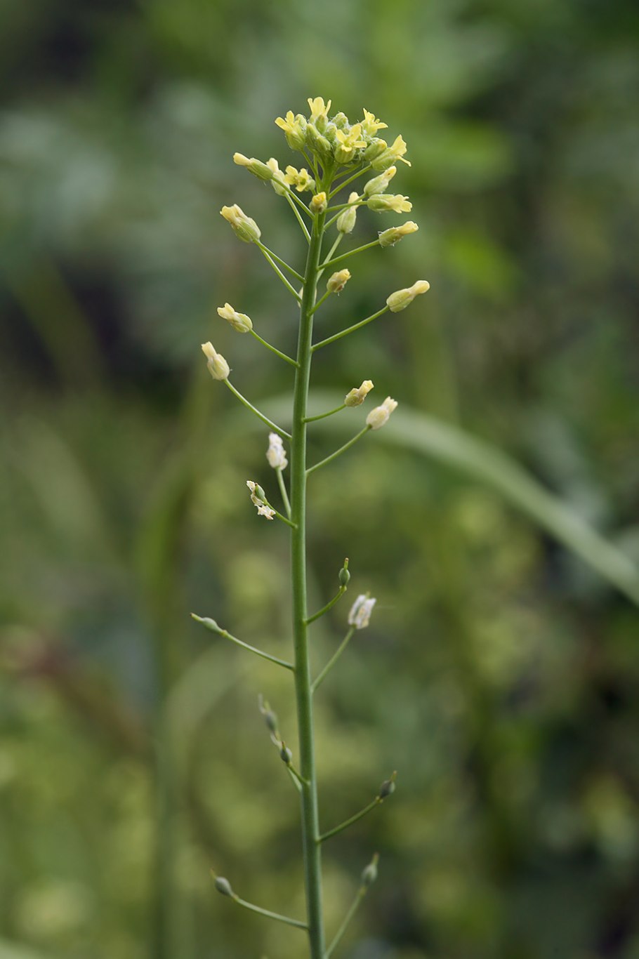 Рыжика посевного (Camelina Sativa),