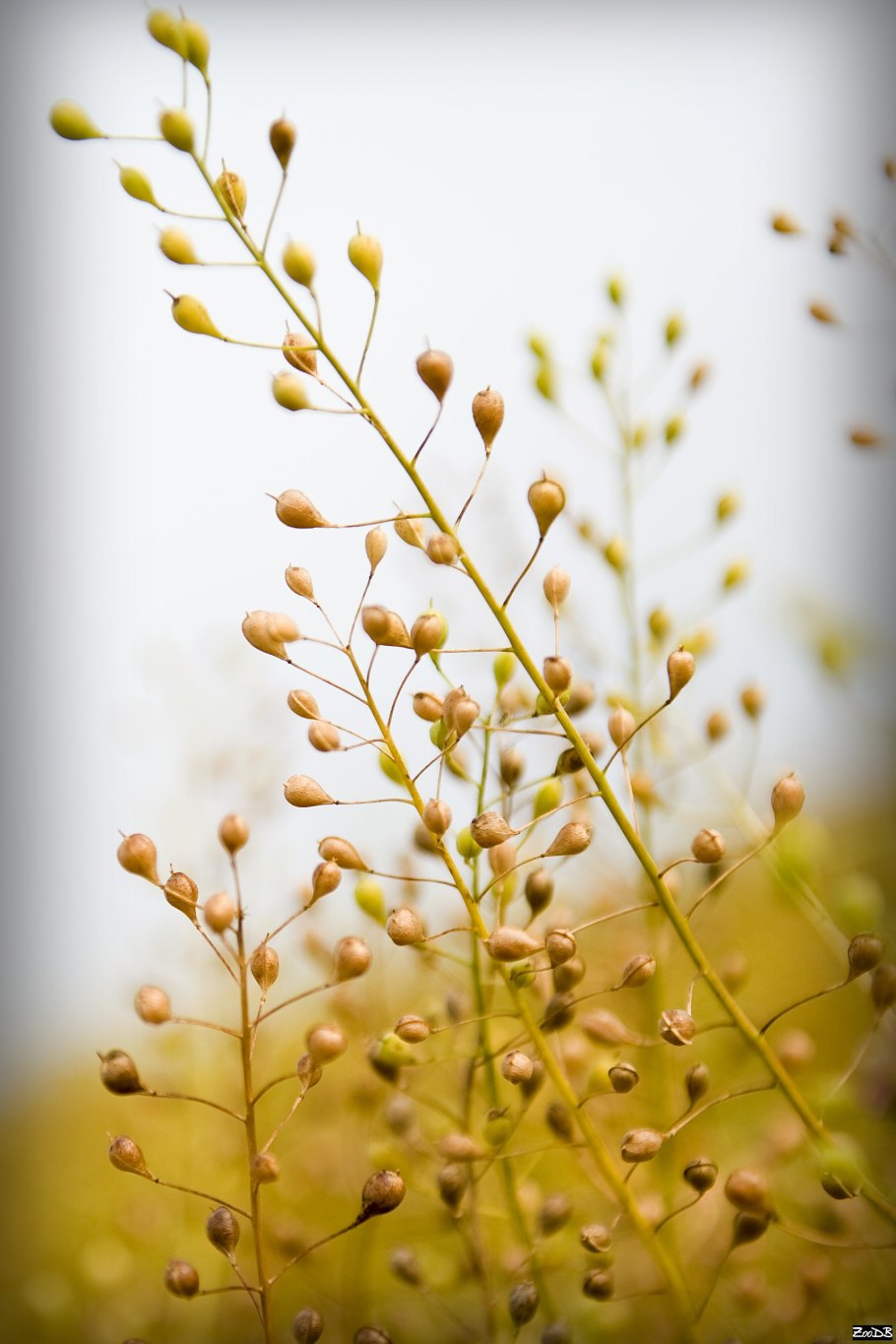 Camelina Sativa