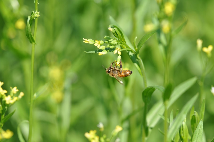 Камелина Рыжик