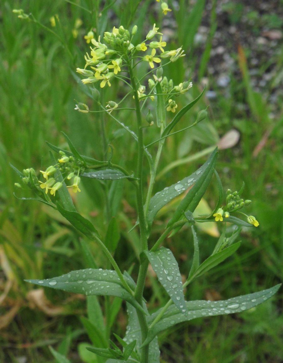 Рыжик сорный (Camelina glabrata)