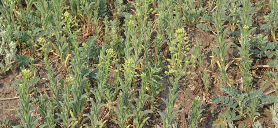 Бурачок пустынный (alyssum desertorum)