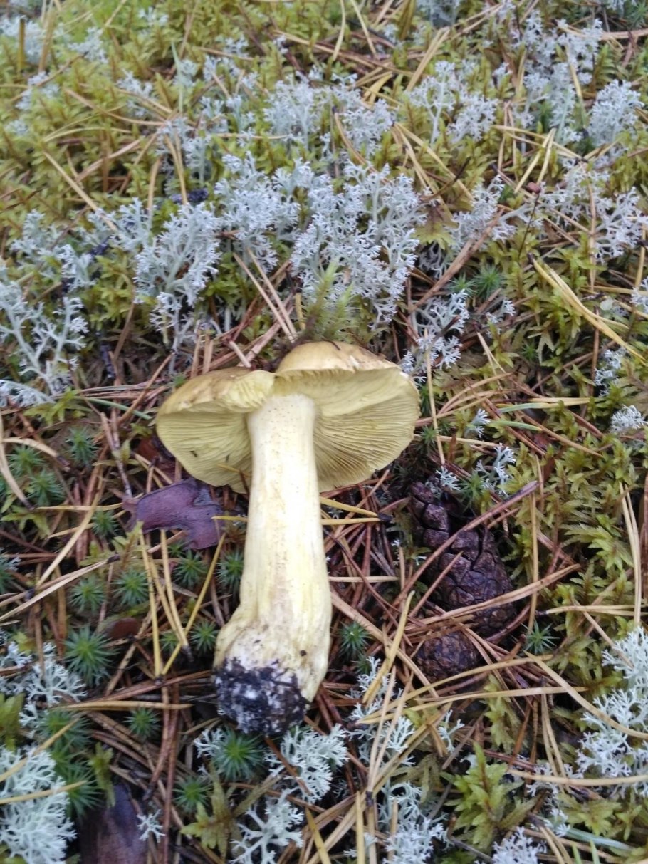 Рядовка резная Tricholoma scalpturatum