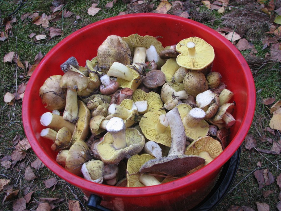 Гриб рядовка знойная