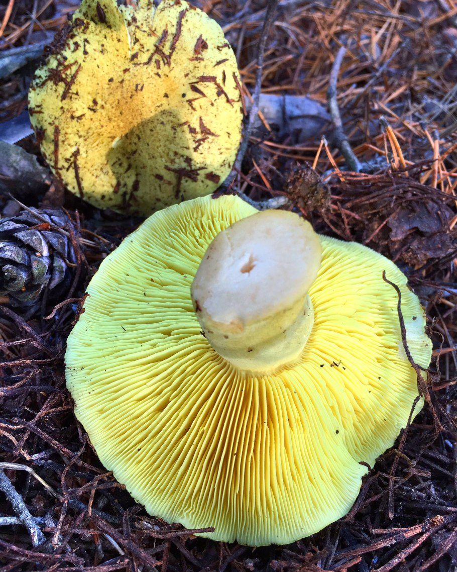 Зеленушка (Tricholoma equestre)