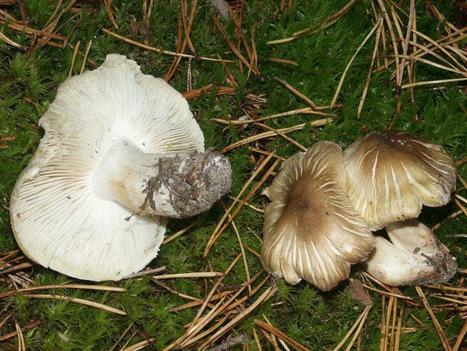 Рядовка мыльная Tricholoma saponaceum