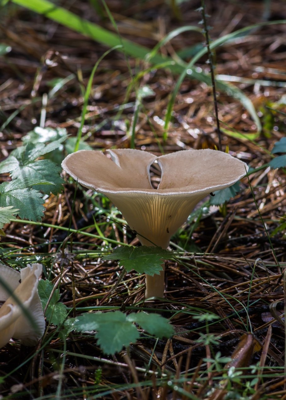 Говорушка бледноокрашенная. Clitocybe