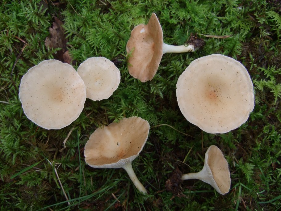 Говорушка булавоногая Ampulloclitocybe clavipes