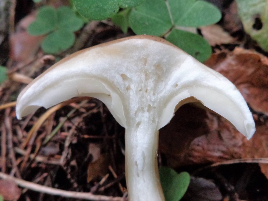 Грибы Ленинградской области говорушки