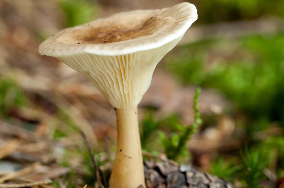 Говорушка булавоногая