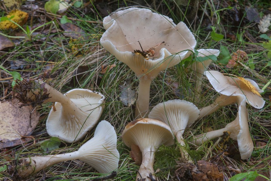 Ampulloclitocybe clavipes